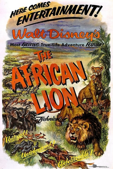 Plakatas Afrikos liūtas