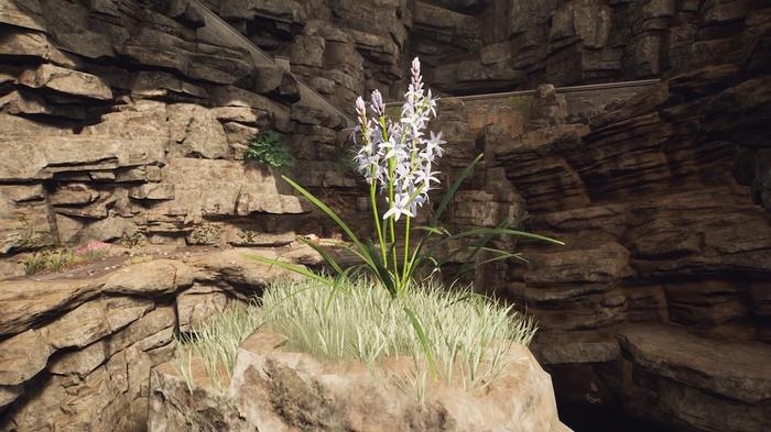 The Forgotten City, the white flower is sat on top of the rock formation. It has several white little flowers on it and long green stems. 