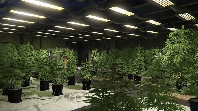 How to make weed grow faster gta 5