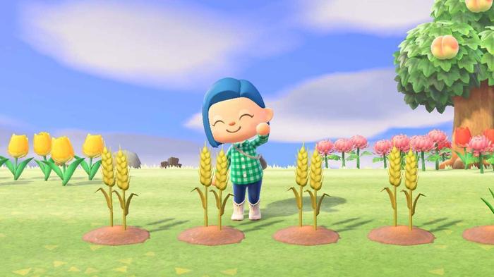 Animal Crossing New Horizons Wheat ready for Harvest