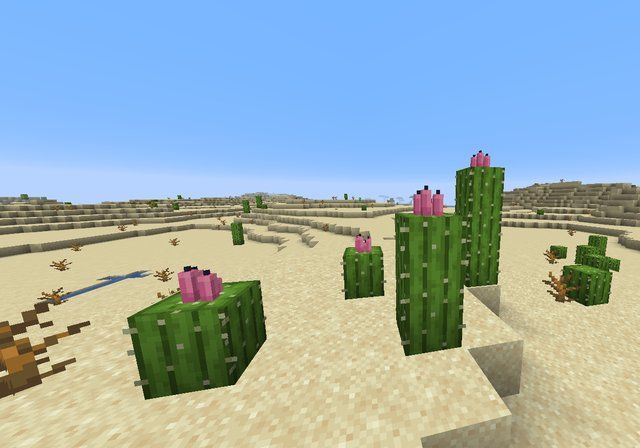 A batch of cacti out in the desert in Minecraft
