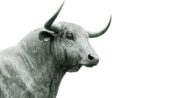image of a bull