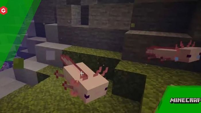 Minecraft Axolotl Update 1 17 New Caves Cliffs Mob Explained