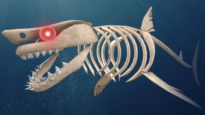 Image of a skeletal shark from SharkBite
