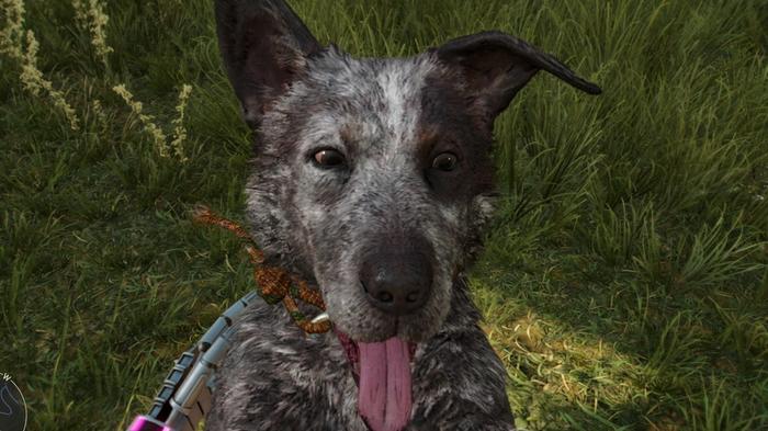 Far Cry 6's Stealth Amigo, Boom Boom, being pet.