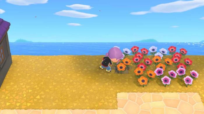 Animal Crossing New Horizons. The Player is using a shovel to plant flowers in a flower patch. They have just planted an orange flower.