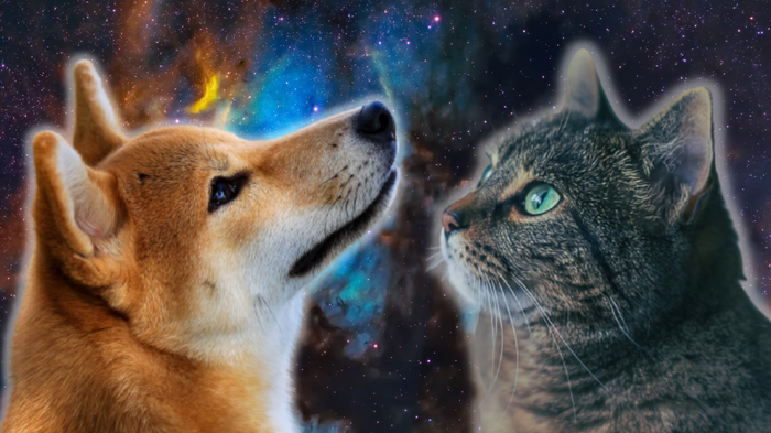 Image of a Shiba Inu looking at a cat, against a dark space background 