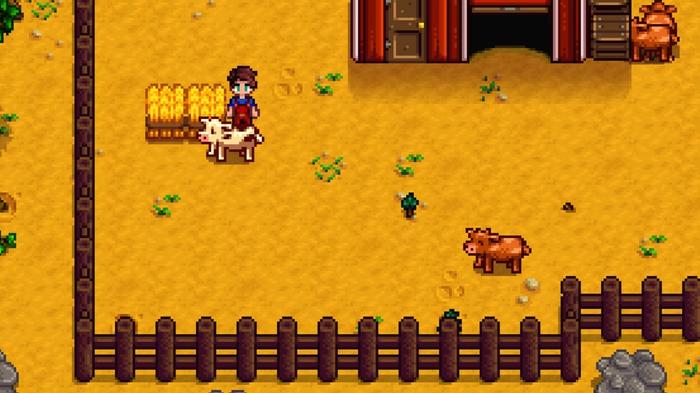 Stardew Valley. The player is outside the barn with a white cow. The brown cow is slightly lower on the right in the image. The player is stood behind the white cow that is facing the left. There are two hay bales next to the player.