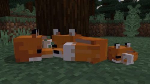 minecraft how to tame fox