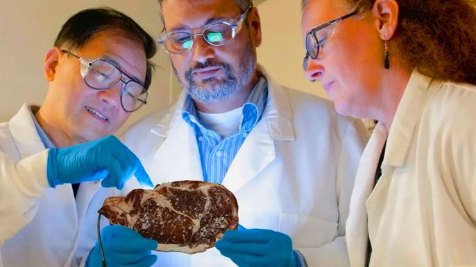 Scientists looking at lab-grown meat