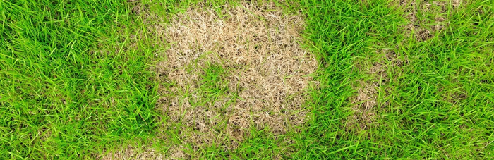 Patchy grass - how to repair a patchy lawn