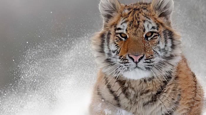 A tiger in snow - Topaz AI VRAM error